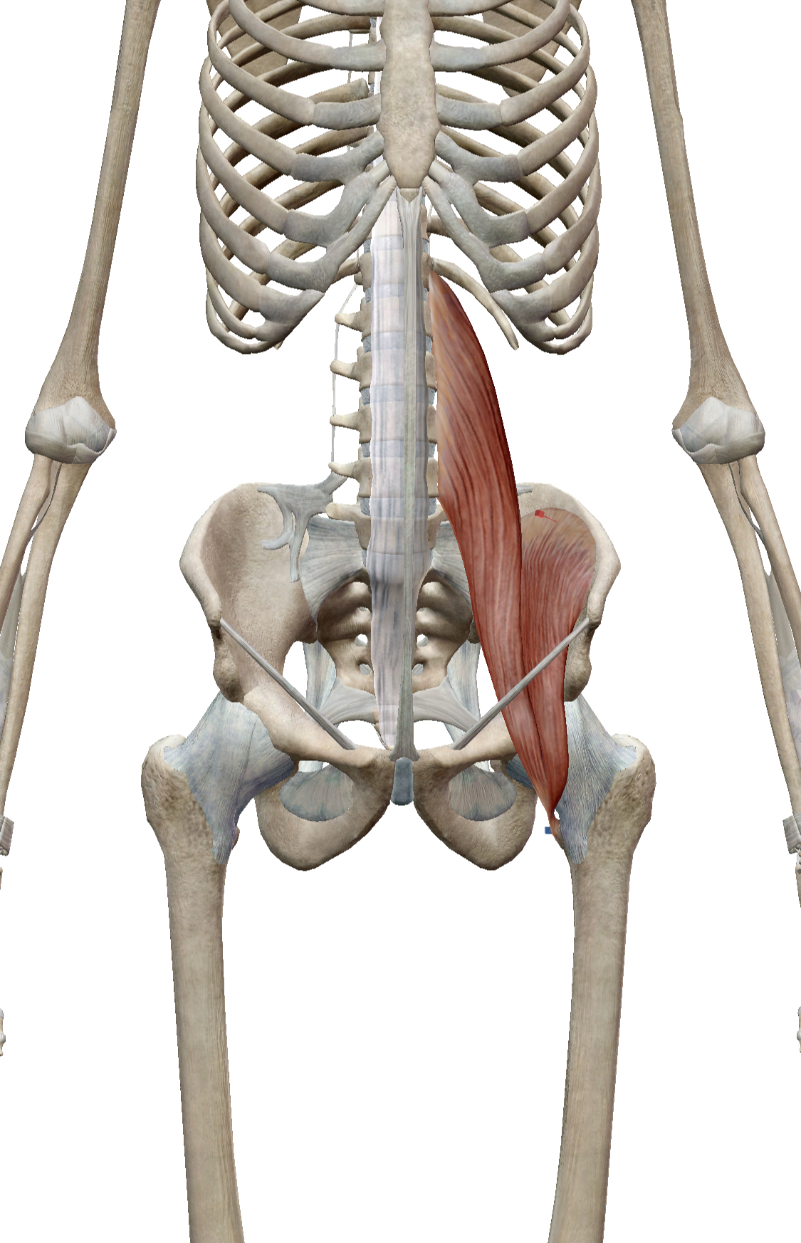 「腸腰筋 起始停止」の画像検索結果